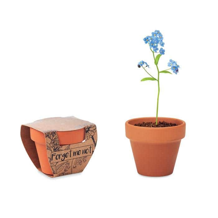 Pot de fleurs Forget Me Not