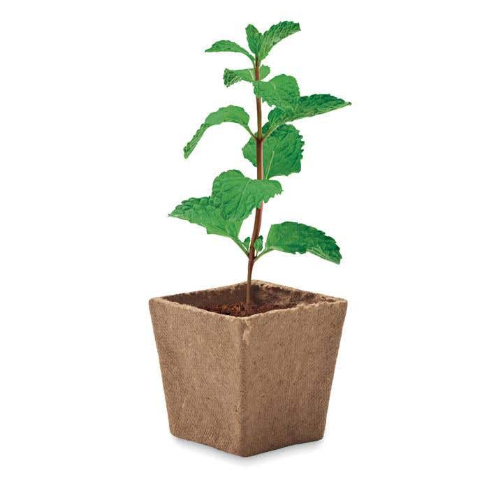 Kit de culture Mint Kit