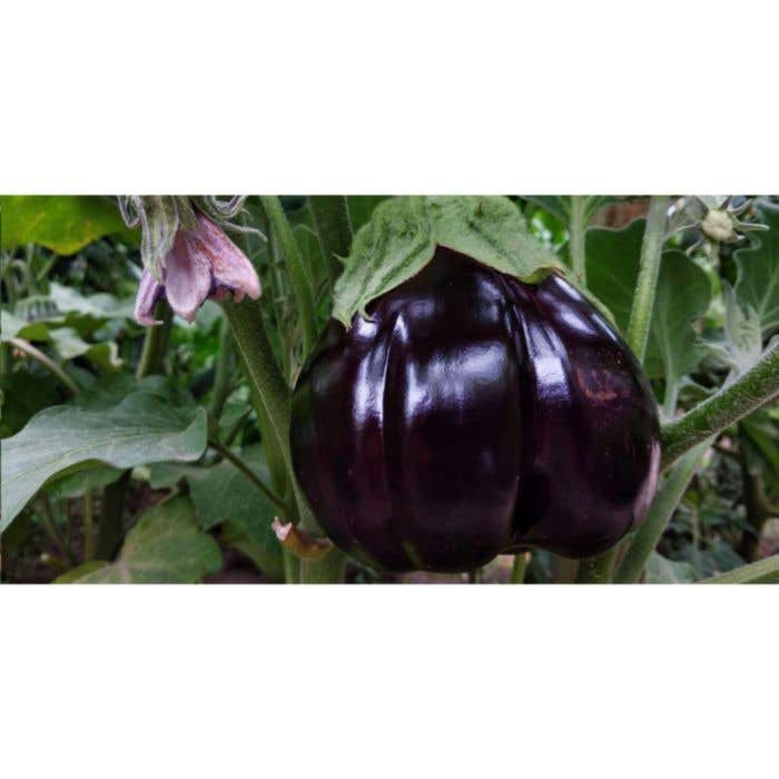 Crayon | Plantable | Avec graines