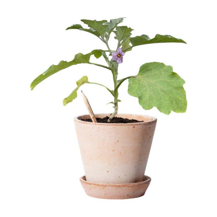 Crayon Sproutworld | Plantable | Avec graines