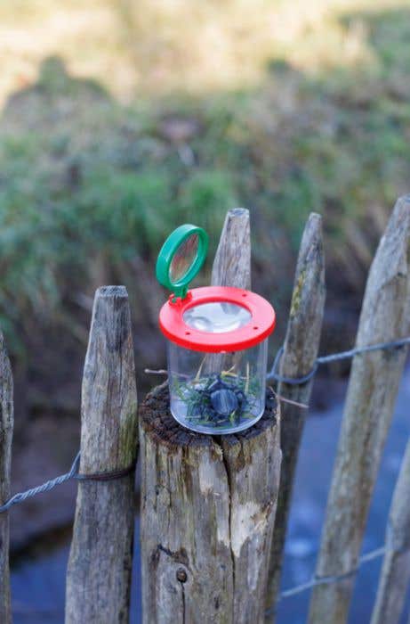 Bocal à insectes Magnify Sunlit