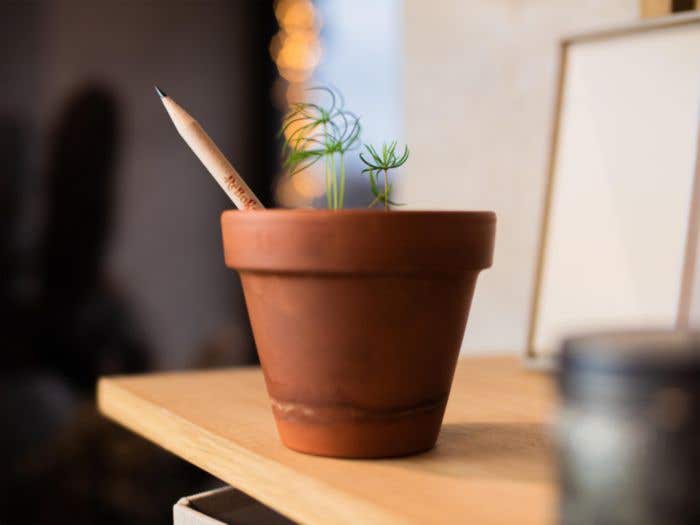 Crayon Sproutworld | Non taillé