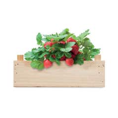 Kit de culture Strawberry Kit de culture Strawberry