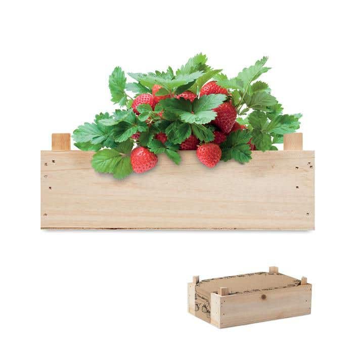 Kit de culture Strawberry