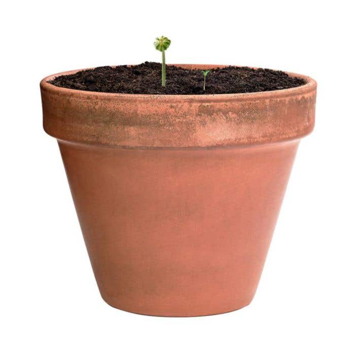 Sachet de fleurs Mussox Flowers