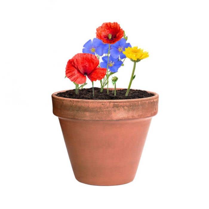 Sachet de fleurs Mussox Flowers